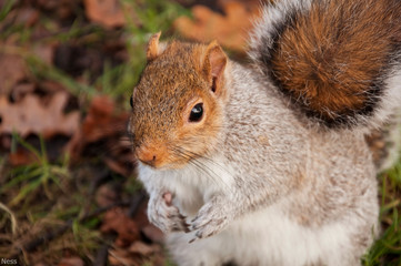 Naklejka na ściany i meble Adorable squirrel in the summer park