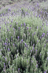 Detail of Lavander Fields in Brazil