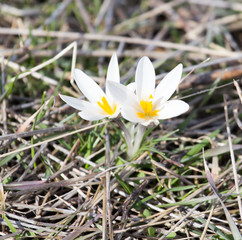 snowdrop flower in nature