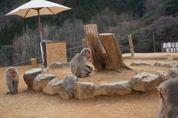 嵐山モンキーパークの猿