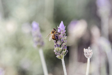 Honey bee on lavender pollinating flowers