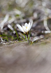 snowdrop flower in nature