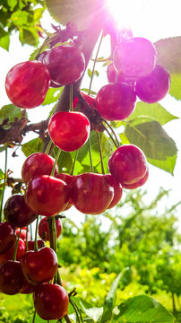 Bunches of ripe cherries filled with sun light