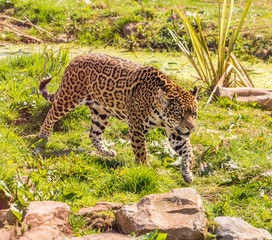 Dalton-in Furness, Cumbria, UK. 19th April 2015. Leopard at South lakes safari park, Dalton-in-furness, Cumbria, UK
