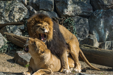 Leone e leonessa in accoppiamento