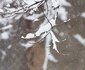 snow on the branches of a tree in nature