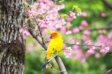 Fototapeta premium Yellow Macaw bird on the pink sakura tree a spring season background