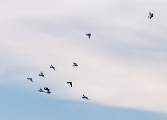 Fototapeta premium a flock of pigeons in the sky