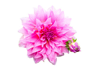 A single pink Dahlia flower in the garden isolation on white