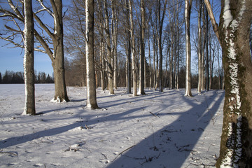 Peaceful oak tree forest in sunny morning after a snow storm. Cold winter day.