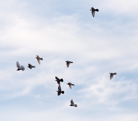a flock of pigeons in the sky