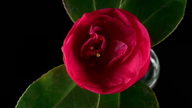 Japanese camellia flower blooming