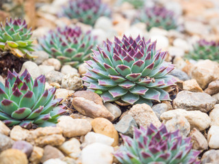 Hens-and-Chicks (Sempervivum tectorum or Echeveria elegans) succulent plants