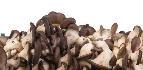 Fototapeta na wymiar oyster mushrooms in a plastic box