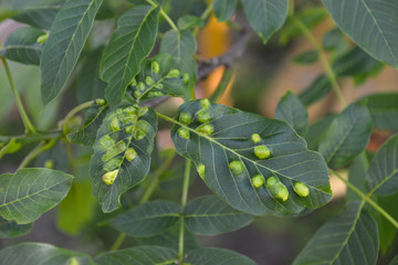 walnut ill tree leaves