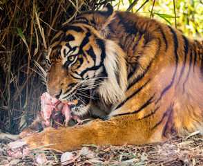 Dalton-in Furness, Cumbria, UK. 19th April 2015. Tiger enjoying a hearty meal of raw meat at South lakes safari park, Dalton-in-furness, Cumbria, UK