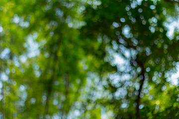 Blurred image of bamboo forest