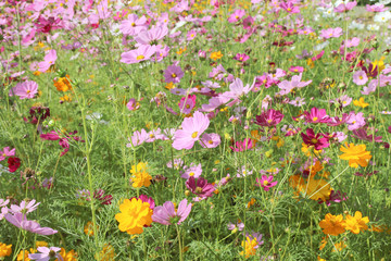 Beautiful Cosmos flowers blooming in the garden