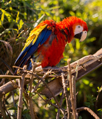 Dalton-in Furness, Cumbria, UK. 19th April 2015. Macraws at South lakes safari park, Dalton-in-furness, Cumbria, UK