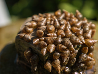 small shells