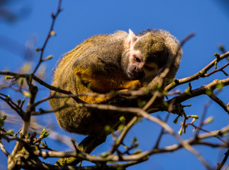 Dalton-in Furness, Cumbria, UK. 19th April 2015. Squirrel monkey enjoying the sunshine at South lakes safari park, Dalton-in-furness, Cumbria, UK