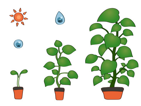 植物の成長 Growth of plants