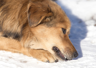 dog eats snow