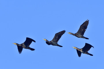 Kormorane im Flug