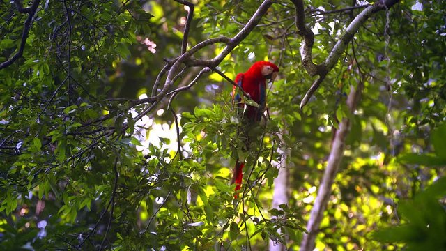 Parrot - Scarlet Macaw - Amazon