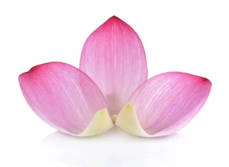Photo sur Aluminium fleur de lotus Closeup on lotus petal on white background