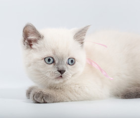 little kittens mixed breed on a white background.