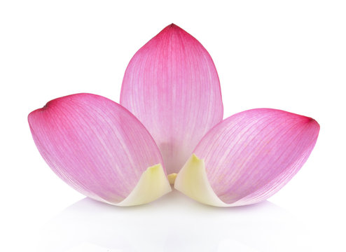 Fototapeta Closeup on lotus petal on white background