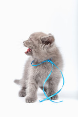 little kittens mixed breed on a white background.