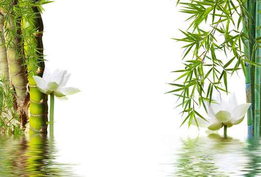 composition aquatique zen, bambou à noeud et lotus