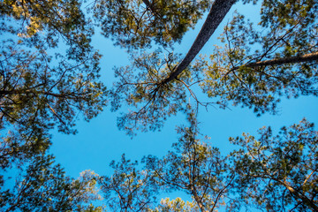 pine trees with blue sky