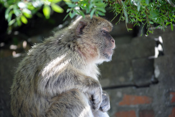 Monkey in Gibraltar in the natural environment