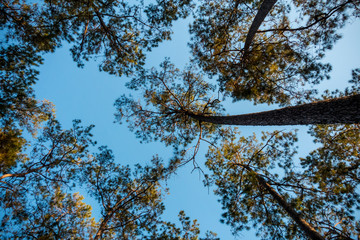 pine trees with blue sky