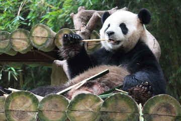 Obraz premium Panda in Chimelong Safari,Guangzhou, China