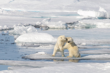 Fototapeta na wymiar Two polar bear cubs playing together on the ice