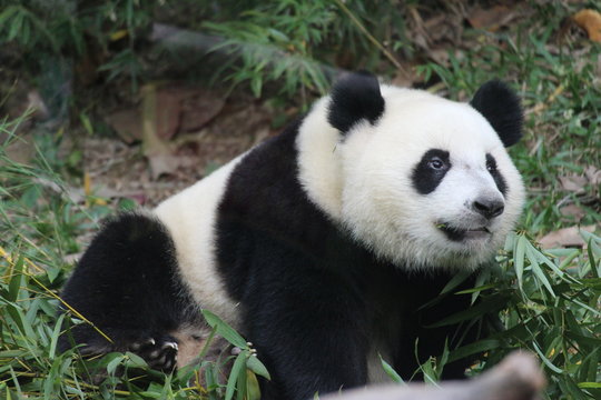 Panda cub in Chimelong Safari, Guangzhou, China