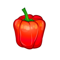 red bell pepper isolated on white background. vector illustration