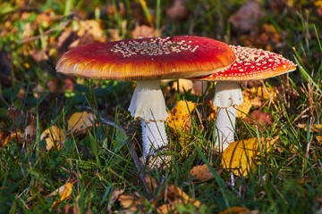 Two amanita mushrooms in autumn light in the forest.