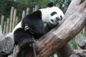 Pandajunges in Chimelong Safari, Guangzhou, China