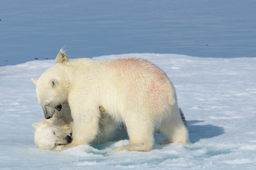 Two polar bear cubs playing together on the ice