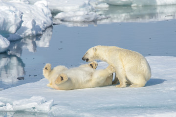 Naklejka na ściany i meble Two polar bear cubs playing together on the ice
