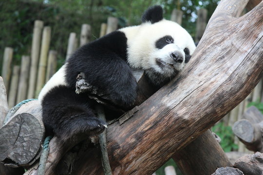 Panda cub in Chimelong Safari, Guangzhou, China