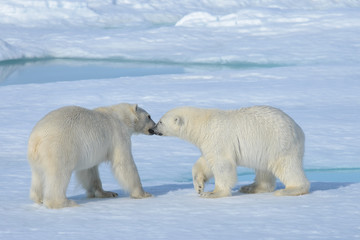 Two polar bear cubs playing together on the ice