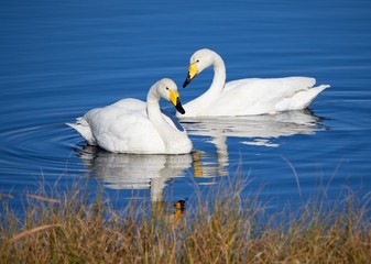 Obraz premium Two whooper swans swimming in the lake in Finland.