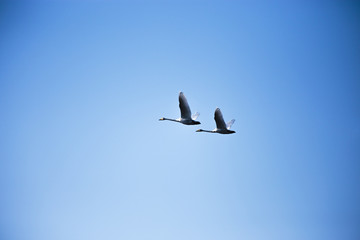 Flight flock of swans in the blue sky