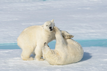 Obraz na płótnie Canvas Two polar bear cubs playing together on the ice